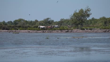 Family-of-wild-horses-walking-on-river-wetland-shore-in-Camargue