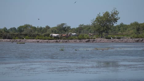 familia de caballos salvajes caminando por la orilla del humedal del río en camargue