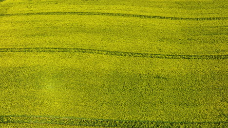 Una-Toma-Aérea-En-Primer-Plano-De-Un-Campo-De-Colza-Amarillo-Con-Marcas-E-Hileras-De-Cultivo-Claras,-Que-Captura-La-Textura-Detallada-De-Las-Plantas