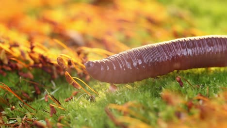 An-earthworm-is-a-terrestrial-invertebrate-that-belongs-to-the-class-Clitellata,-order-Oligochaeta,-phylum-Annelida.-They-exhibit-a-tube-within-a-tube-body-plan.