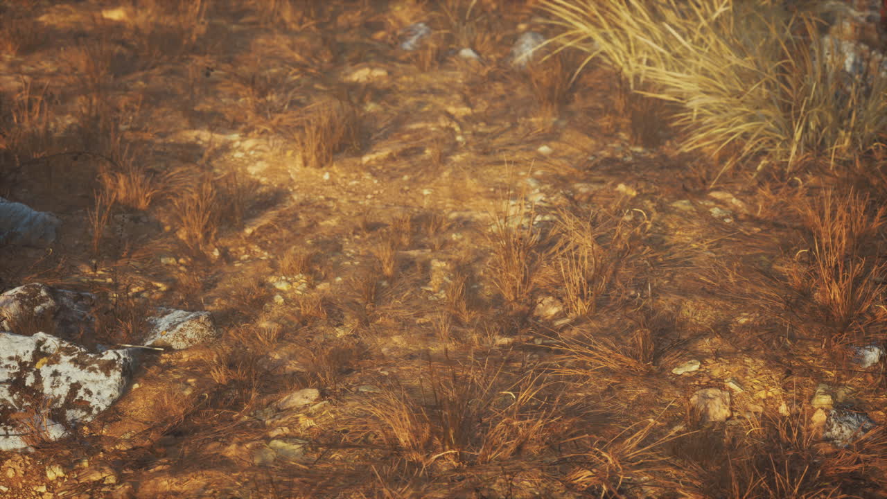 paisaje de hierba seca y rocas