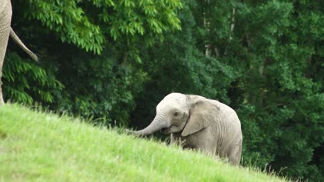 bebé elefante llama a su madre mientras sube una colina cubierta de hierba