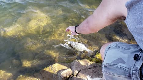 Black-Crappie-Release-Am-Opossum-Kingdom-Lake