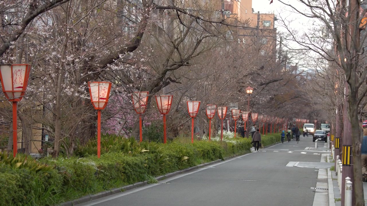 Ampia Inquadratura Statica di Ciliegi in Fiore e Lanterne Tradizionali Lungo una Strada di Kyoto