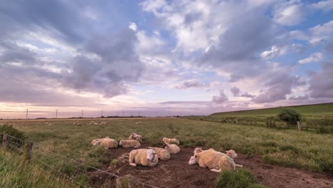 Eine-Schafherde,-Die-Irgendwo-In-Deutschland-Auf-Einer-Wiese-Weidet