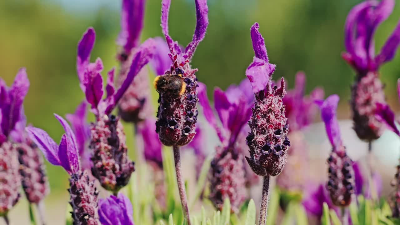 Macro shot of bumblebee eating nectar on Lavandula stoechas flowers, France