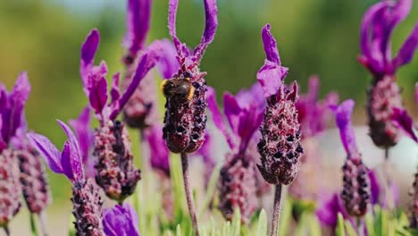 macro shot of bumblebee eating nectar on lavandula stoechas flowers, france
