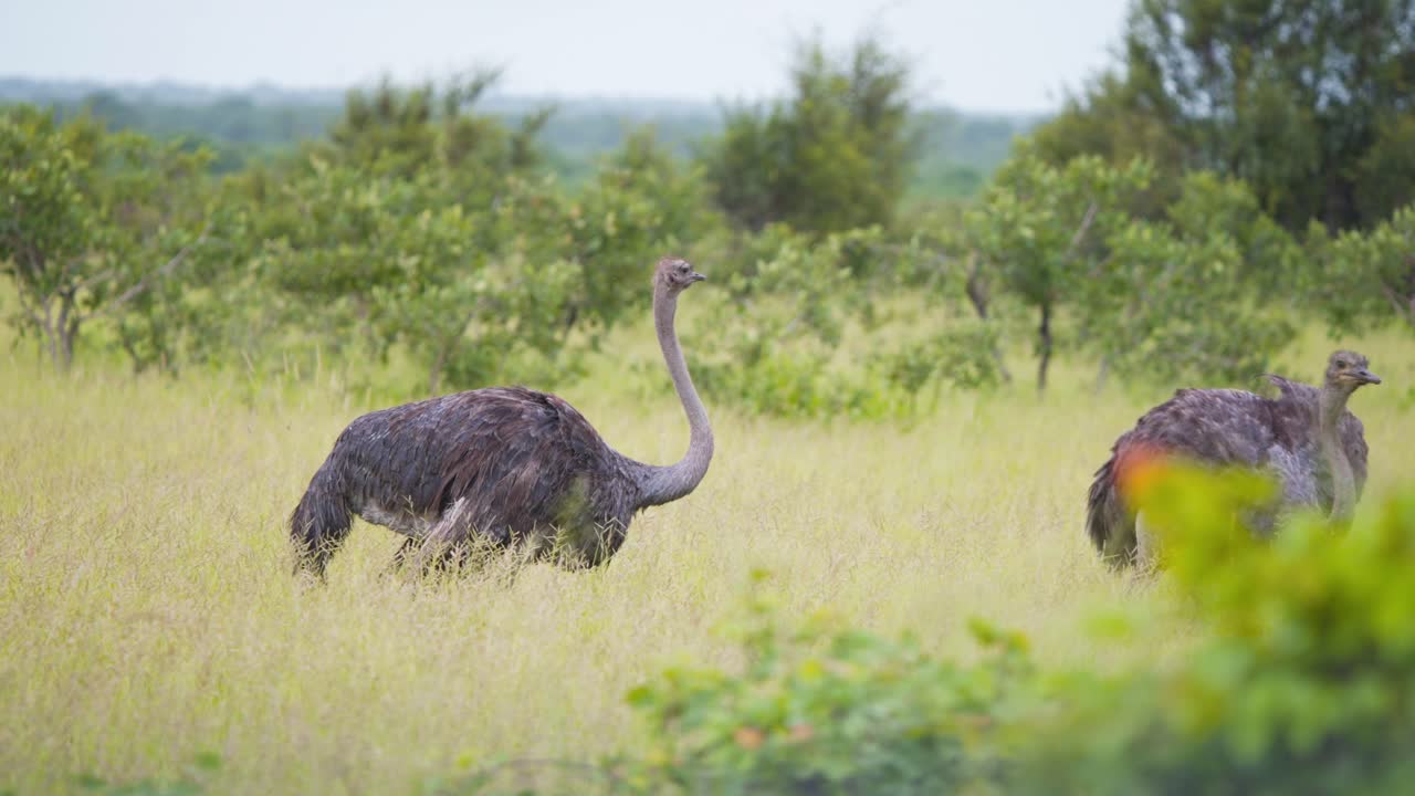 Due struzzi che si rincorrono nella savana erbosa dell'Africa