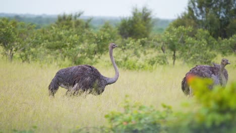 two ostrich birds chasing each other in grassy savanna plain in africa