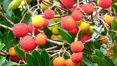 a detailed close-up of a strawberry tree (arbutus unedo) showcasing its vibrant orange and red fruits, glistening under the soft autumn sunlight. perfect for nature, botanical, or seasonal projects.
