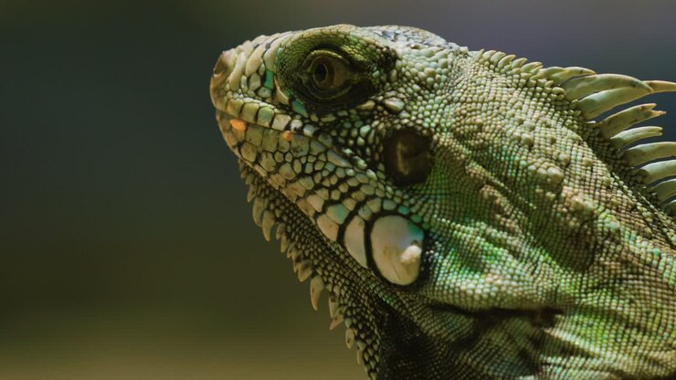 Extreme detailed close up on head of distinctive Green Iguana, shallow DOF