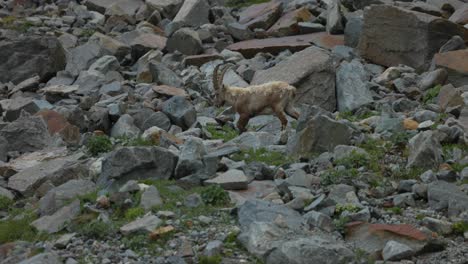 slowmotion shot of ibex animal wondering on rocky terrain in valmalenco, pan