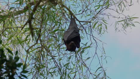 wild black flying fox, native to australia, hanging upside down holding on to a tree, roosting in the tree canopy against blue sky, close up shot