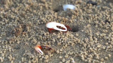 Wild-male-sand-fiddler-crab-feeding-on-the-micronutrients-and-create-tiny-balls-of-sand-as-the-byproduct,-forming-small-mounds-around-its-burrow,-dynamic-zoom-in-shot