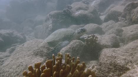 big green sea turtle swimming in turqoise blue pacific ocean