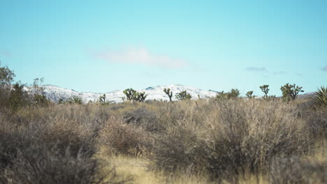 inspiring beauty of the desert as the camera ascends, revealing the rugged terrain and the timeless presence of the joshua trees