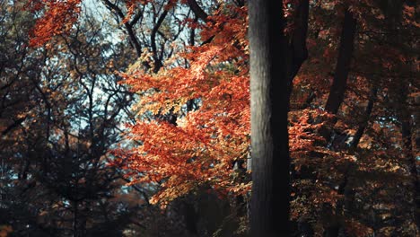 colorful autumn foliage backlit by the sun
