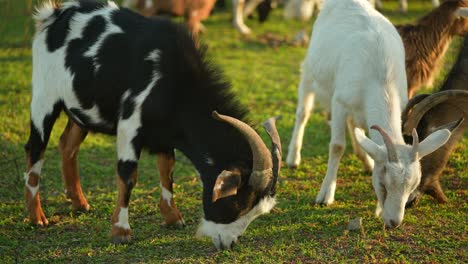 goats grazing in a field