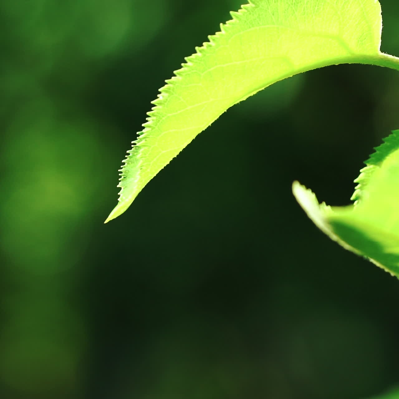 Leaf with drop of rain water with green background. Nature. Environment concept. Slow motion