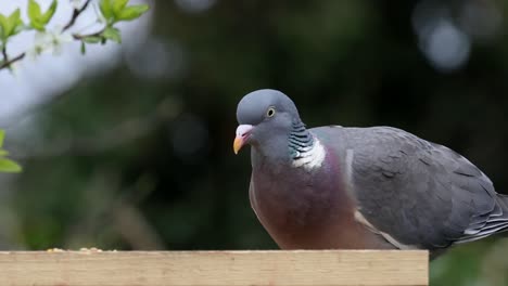 Woodpigeon,--Columba-palumbus,-on-bird-table.-UK