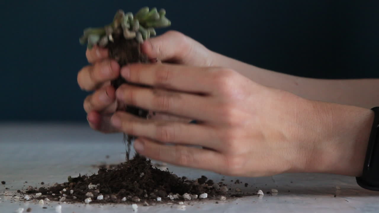 desenredando cuidadosamente las raíces de una pequeña planta suculenta de lithops