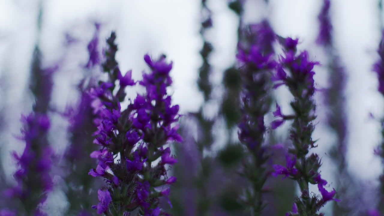 tiro oscuro y malhumorado de flores de lavanda