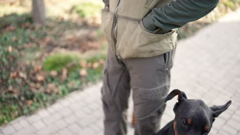 unrecognizable man walk with two dobermans near the country house and giving them threats