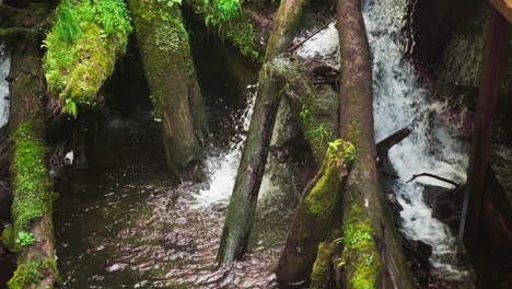 la cascada del río cae de la presa de árboles viejos en el denso bosque en cámara lenta. corriente espumosa y troncos de musgo en la madera virgen en el día de verano. la belleza de la cascada