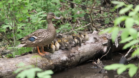 ducklings resting on a tree log