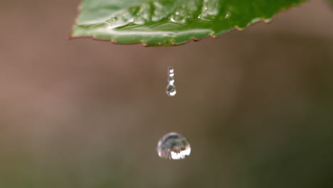 water falling from a leaf