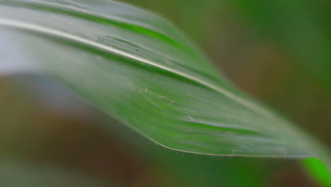 closeup rack focus of maize or corn plant leaves in the organic home garden