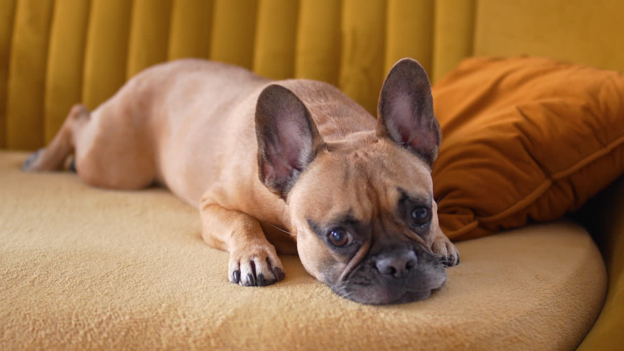 French bulldog relaxing on a soft sofa with a pillow beside it in a modern home