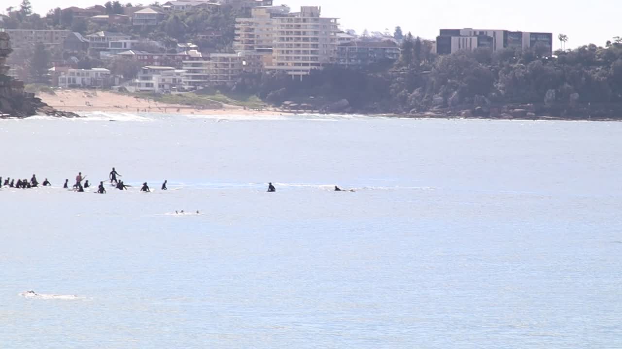 호주 맨리 비치 에서 서퍼 들 근처 에서 수영 하는 고래 가 발견 되었다
