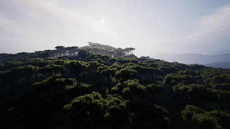 Volando-Sobre-Los-Campos-Que-Cubren-El-Vasto-Paisaje-Africano