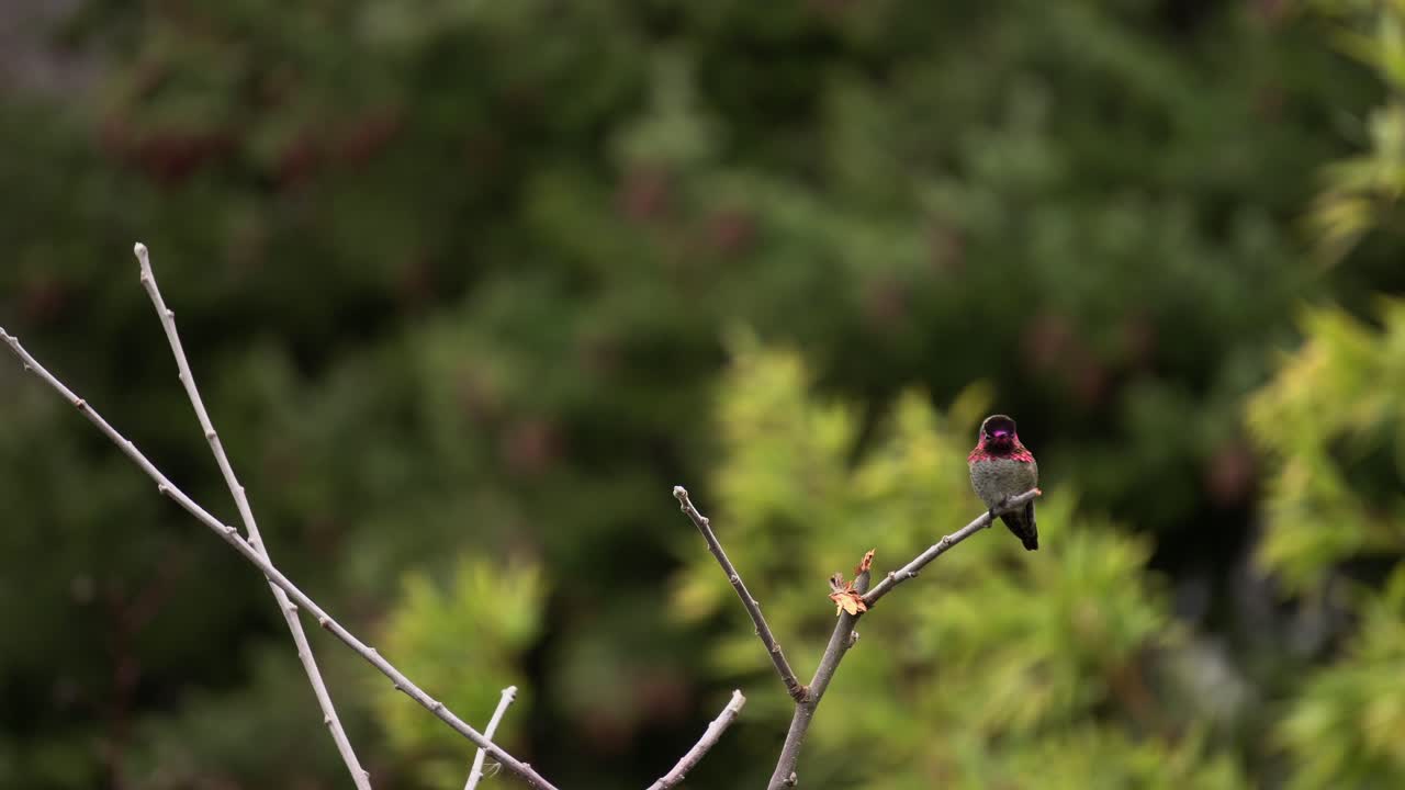 colibrí de anna descansando una rama durante la primavera