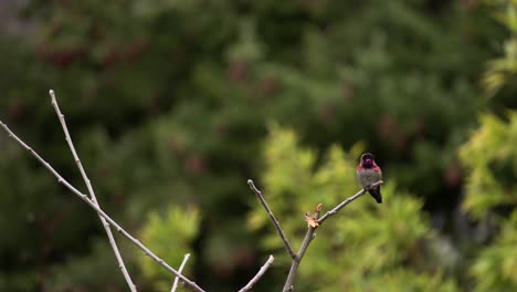 Annas-Kolibri-Ruht-Im-Frühling-Auf-Einem-Ast