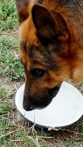 german shepherd drinking water slow motion