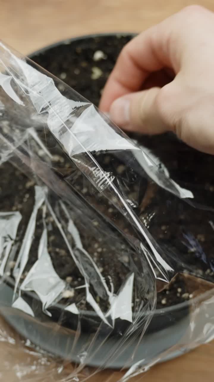 Adult covering freshly planted seeds in dark soil within a pot using clear plastic wrap, helping germination