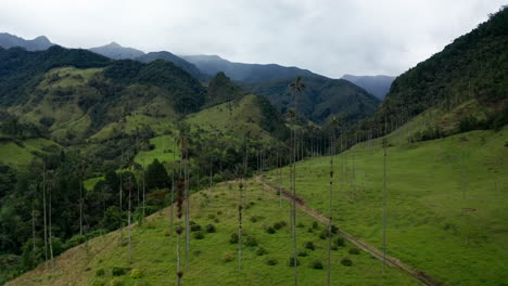 Luftdrohnenaufnahme-Des-Cocora-Tals,-Salento,-Kolumbien