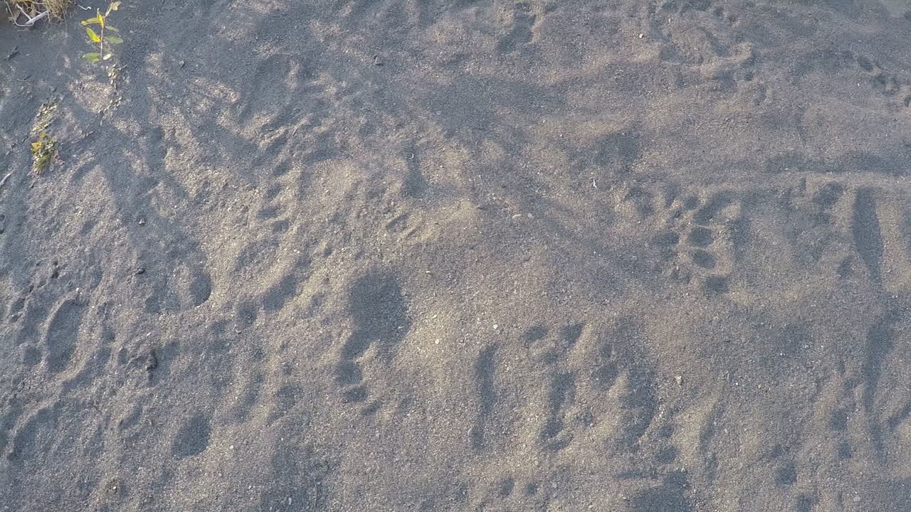 코디악 섬 알래스카의 황무지에서 강변을 따라 신선한 회색곰 갈색 곰 트랙