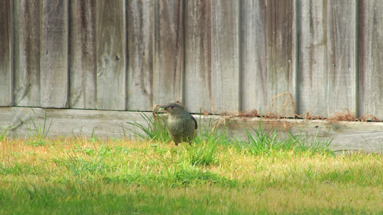 Satin Bowerbird Female Eating Grass In Garden Australia, Victoria, Maffra, Gippsland