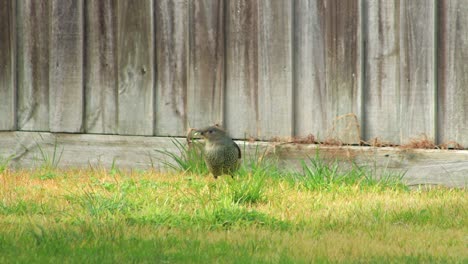 Satin Bowerbird Female Eating Grass In Garden Australia, Victoria, Maffra, Gippsland