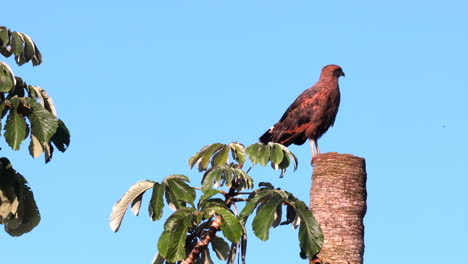 halcón de sabana posado en un tronco de palma en la sabana tropical