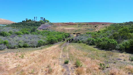 Antena-Sobre-El-Rebaño-De-Ganado-Pastando-En-Un-Rancho-En-Las-Montañas-De-Santa-Ynez-Gaviota-Santa-Bárbara,-California