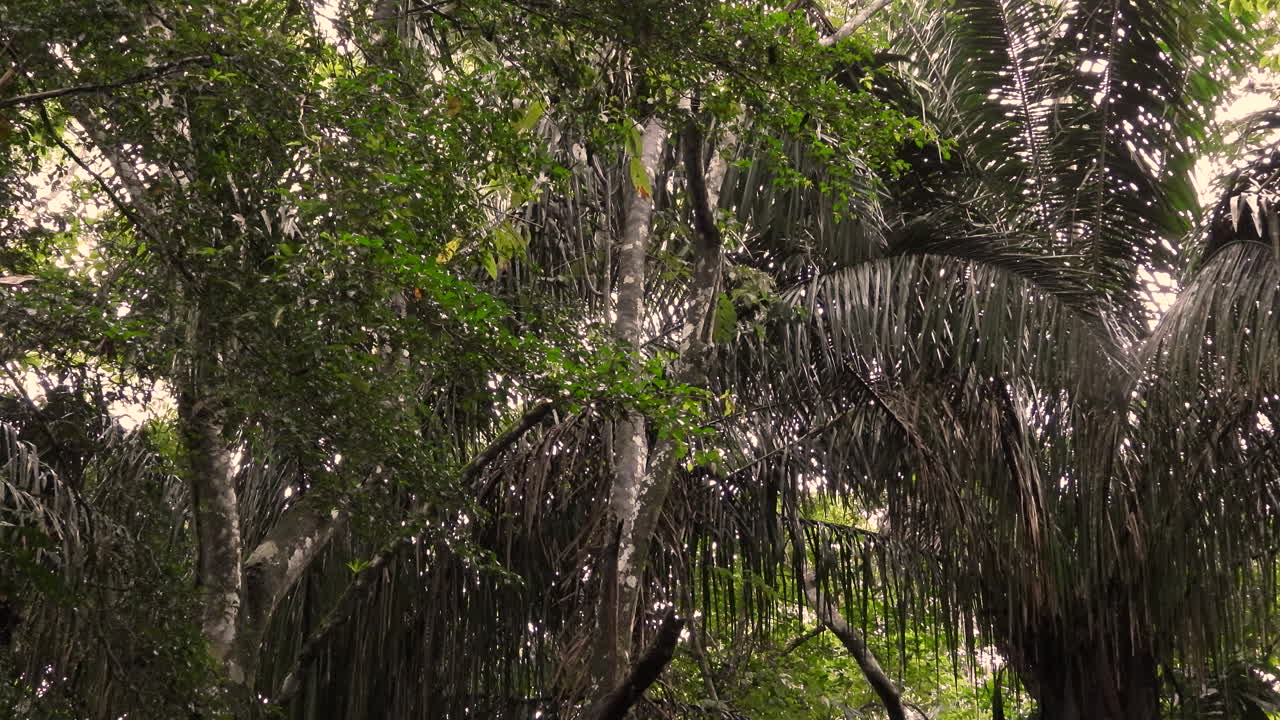 una familia de monos capuchinos de cara blanca juega en los árboles