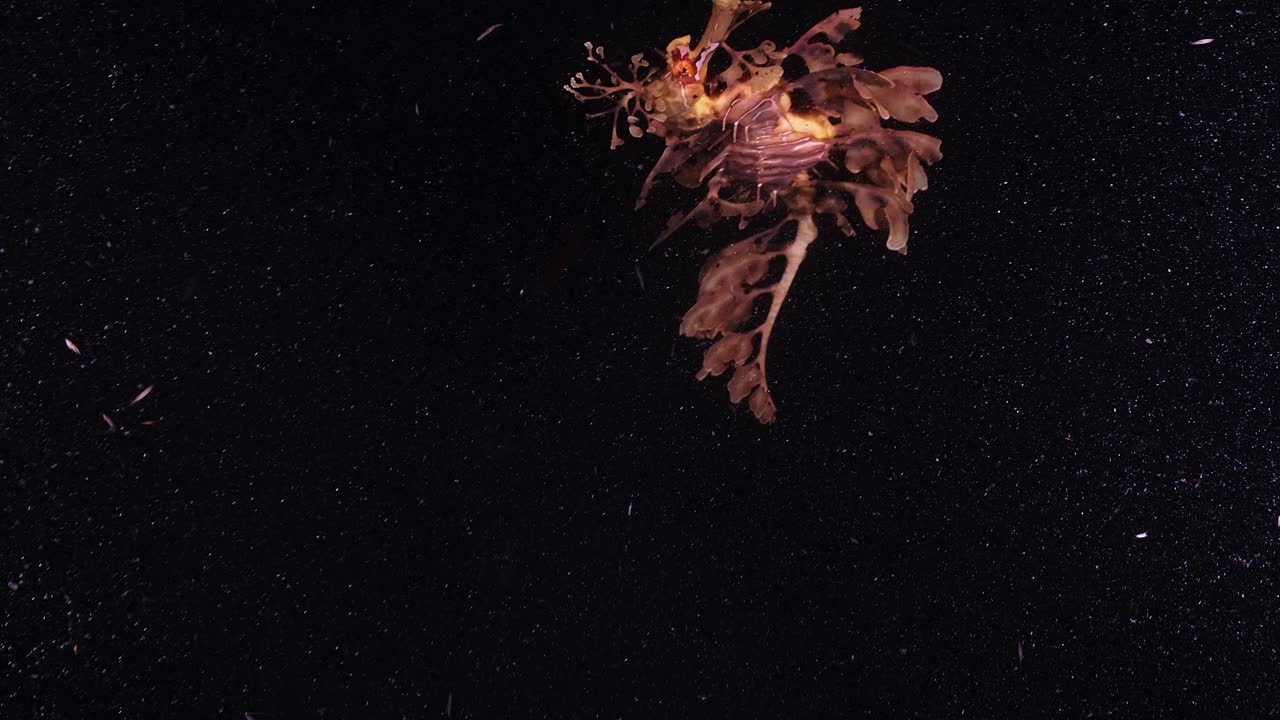 잎이 많은 바다용 phycodurus는 밤에 계란 4k 25fps 슬로우 모션으로 먹이를 줍니다.