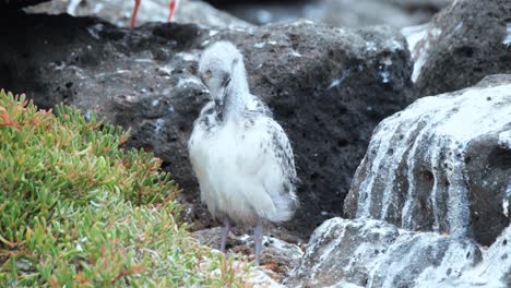 Lavamöwenküken-Putzen-Federn-In-North-Seymour,-Galapagos-Insel