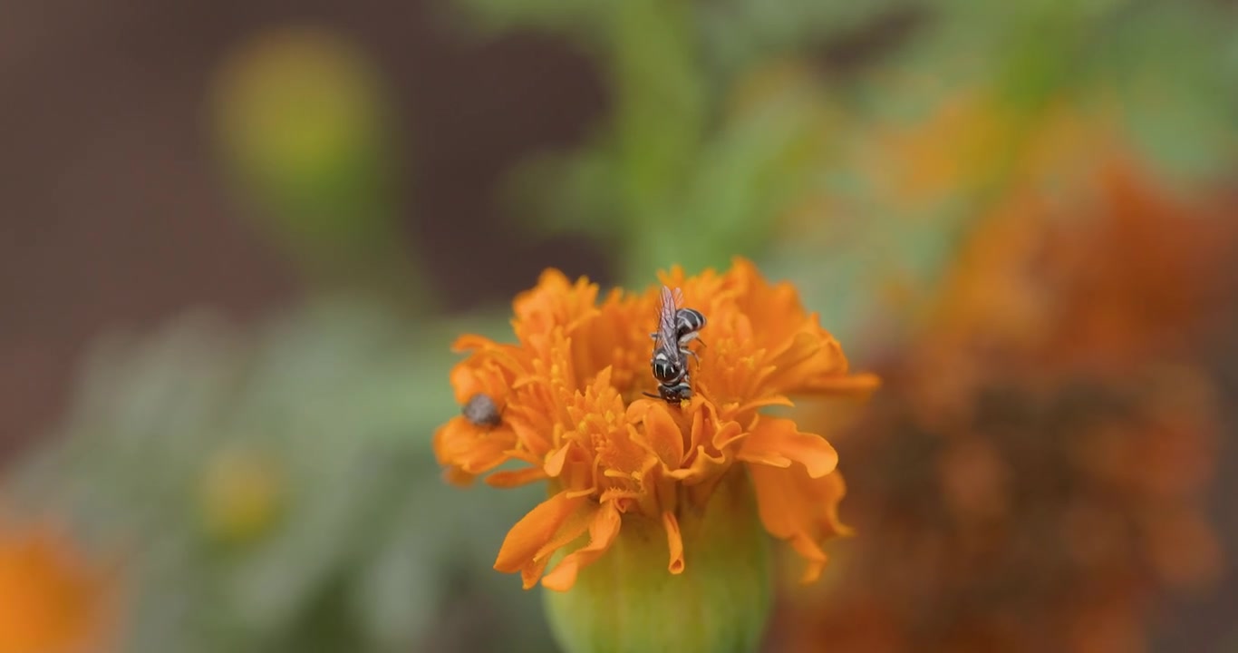 Kleine Holzbiene ernährt sich von orangefarbener Ringelblume; Zeitlupen-Makroaufnahme der morgendlichen Nektarernte