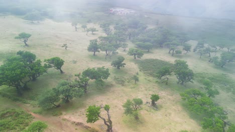 Vista-Desde-Arriba-Del-Paisaje-Del-Bosque-Fanal-Cubierto-Por-Una-Ligera-Capa-De-Niebla