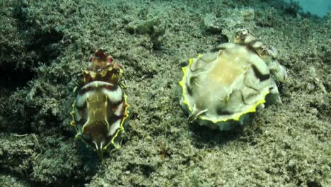 Ein-Paar-Extravagante-Tintenfische,-Die-über-Das-Korallenriff-Laufen